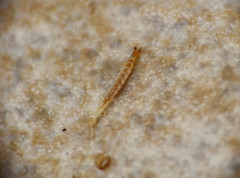 Diplura
