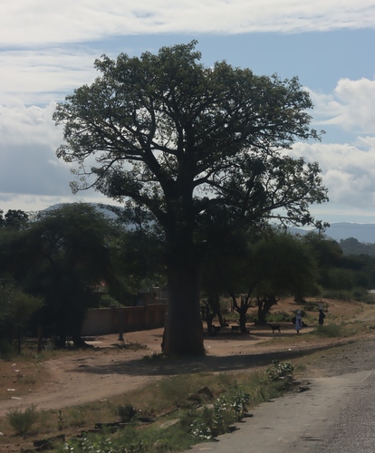 African baobab