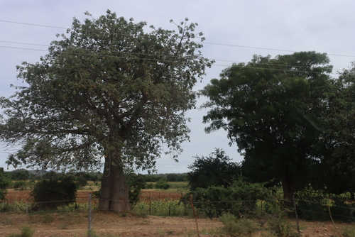 African baobab