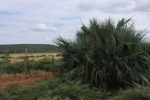 Makalani Palm