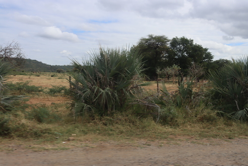 Makalani Palm