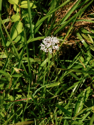Image of Marshallia obovata by (c) Michael J. Papay, some rights reserved (CC BY)
