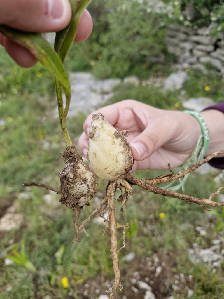 Allium porrum