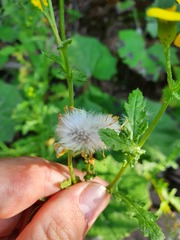 Senecio squalidus rupestris
