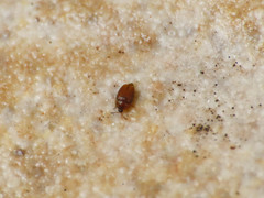 Corylophidae