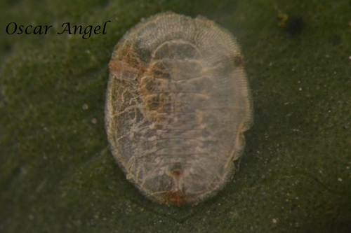 Genus Dialeurodes · iNaturalist