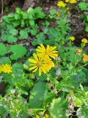 Senecio squalidus rupestris