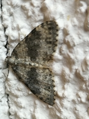 Entephria cyanata