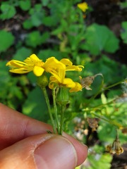 Senecio squalidus rupestris