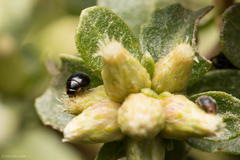 Hyperaspis quadrioculata