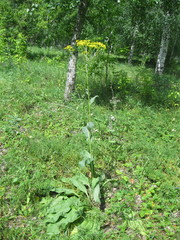 Senecio doria
