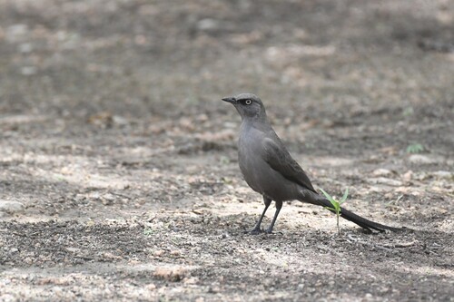Ashy Starling (Lamprotornis unicolor), photo 2