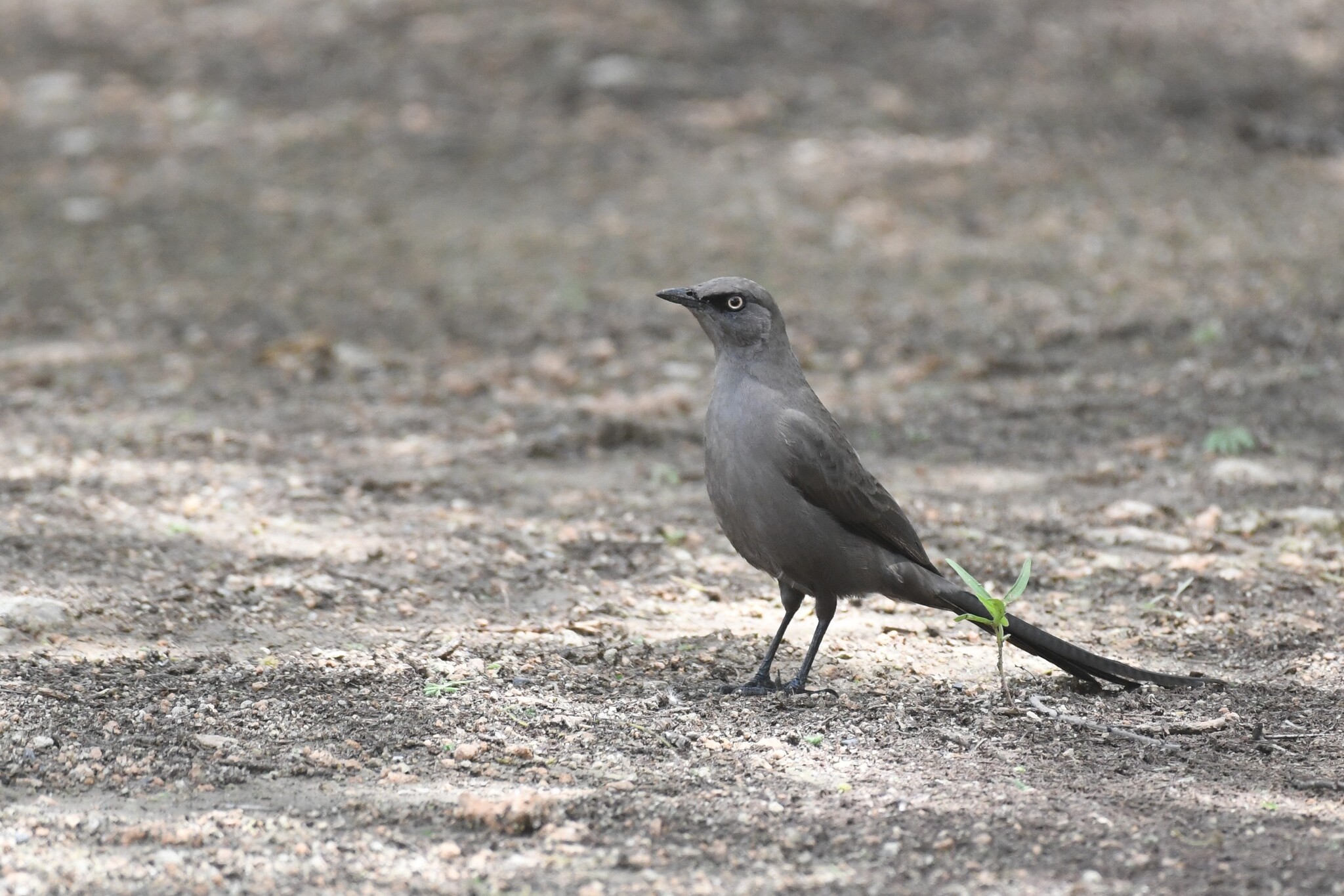 Ashy Starling (Lamprotornis unicolor), photo 2