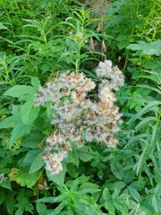 Adenostyles alliariae