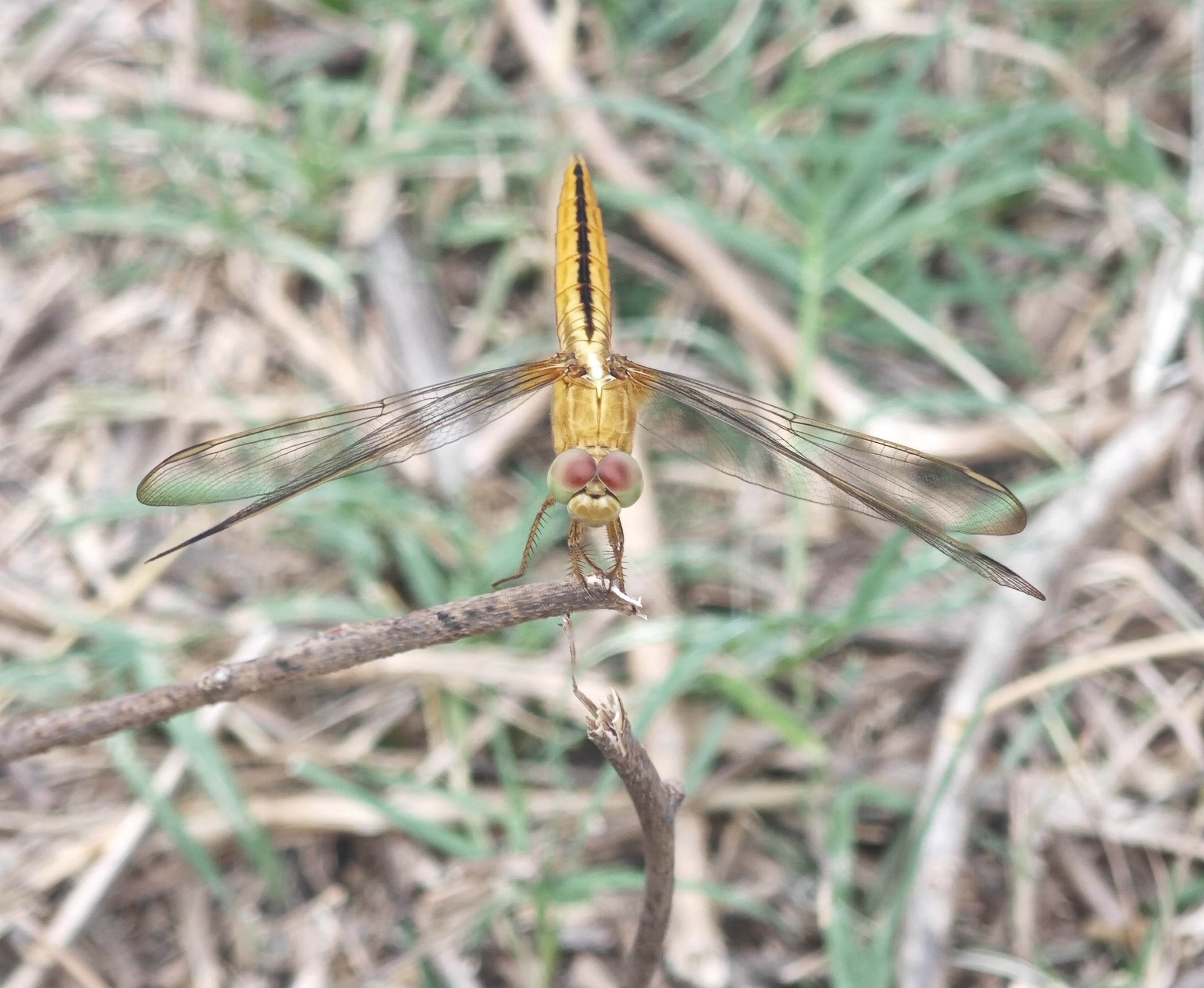 Scarlet Skimmer