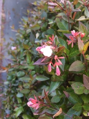 Abelia × grandiflora