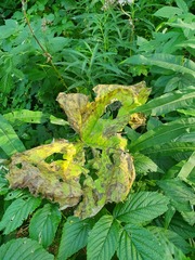 Adenostyles alliariae