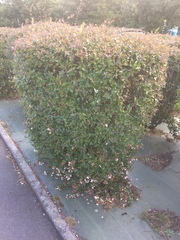 Abelia × grandiflora