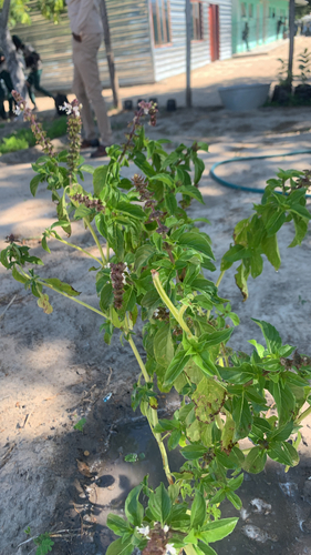 Lime Basil