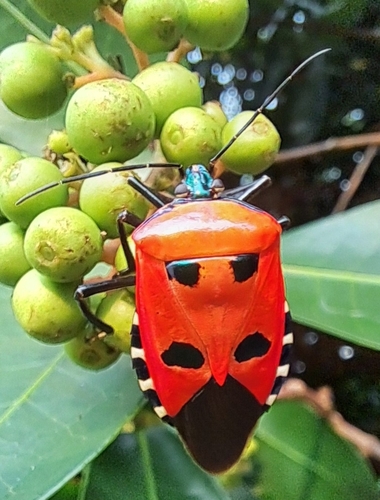 Man-faced Stink Bug