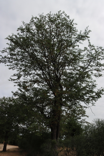 Mopane