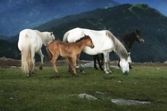 Horse photo 2