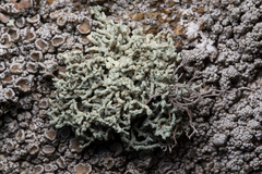 Lecanora phryganitis