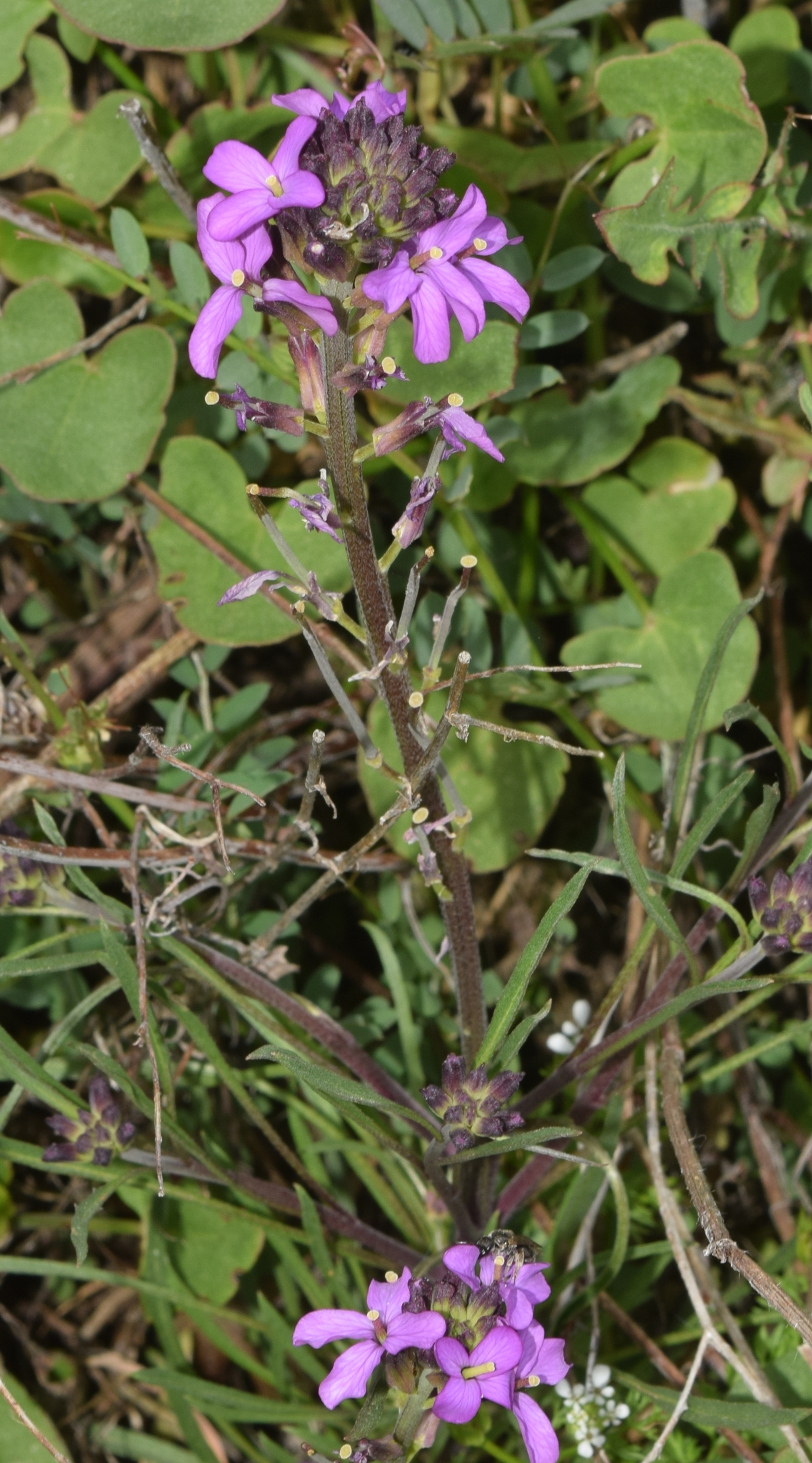 Imagem de Violeta