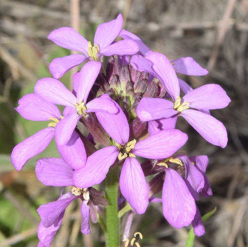 Foto de Violeta