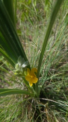 Hypoxis rigidula rigidula