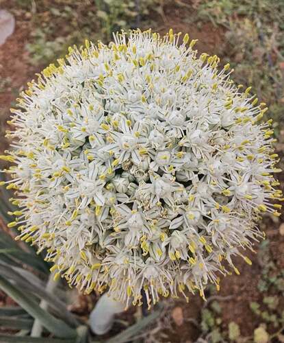Allium cepa iNat (3)