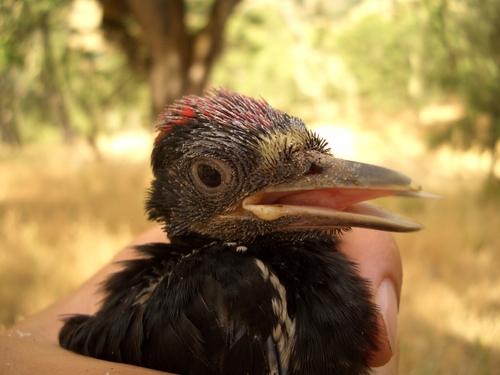 iNaturalist observation photo of Acorn Woodpecker