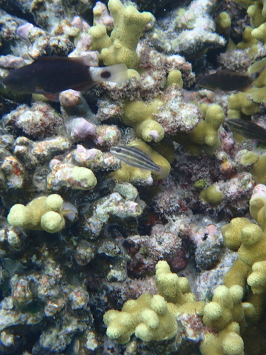 Indian Bullethead Parrotfish — seen at this dive site
