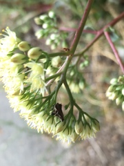 Hylotelephium maximum maximum