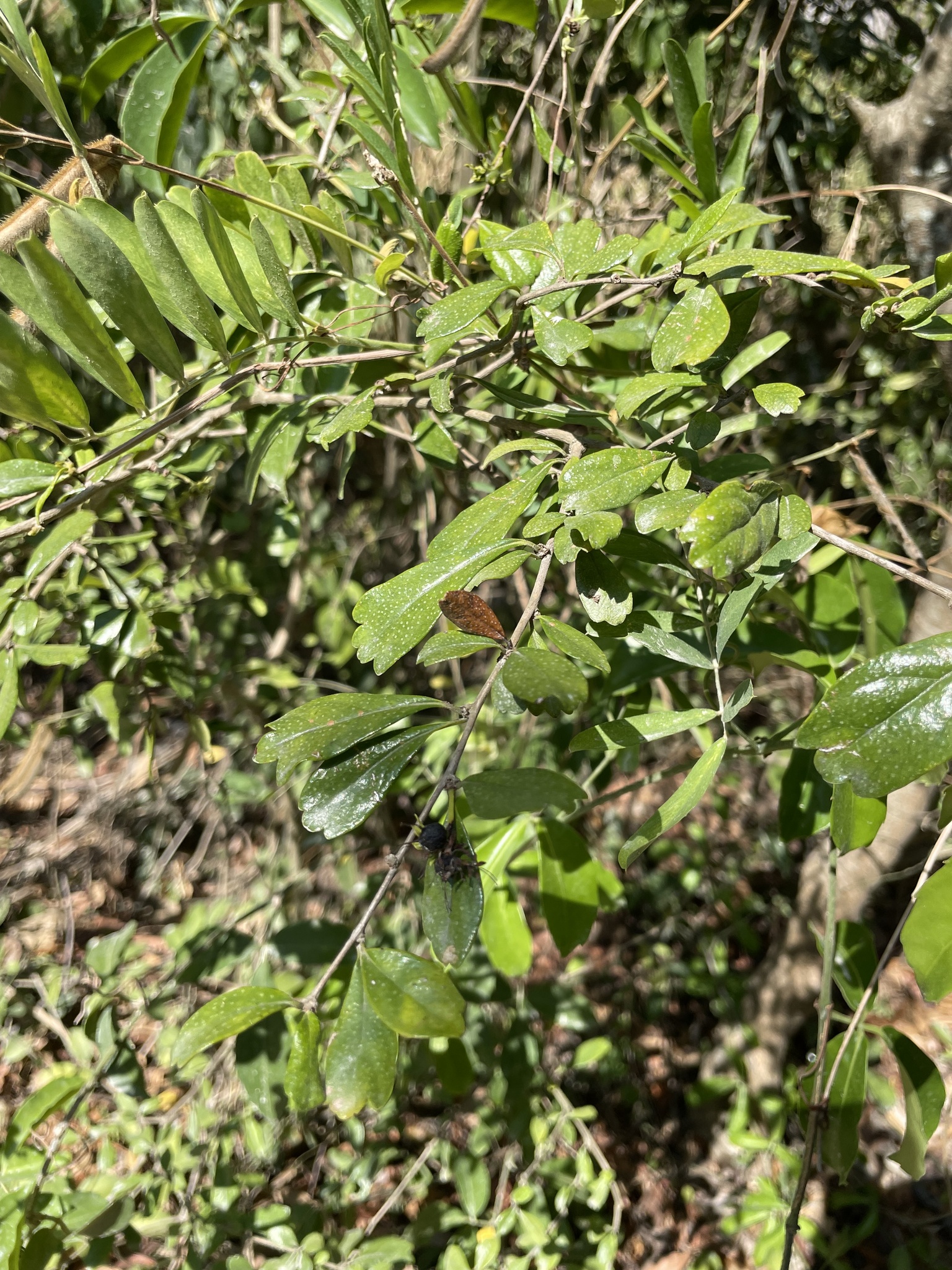 Cùm rụm lá nhỏ — ảnh 2