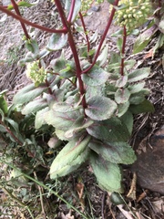 Hylotelephium maximum maximum