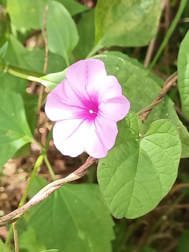 Ipomoea involucrata