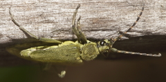 Lepturobosca virens