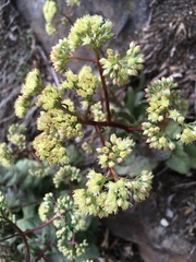 Hylotelephium maximum maximum