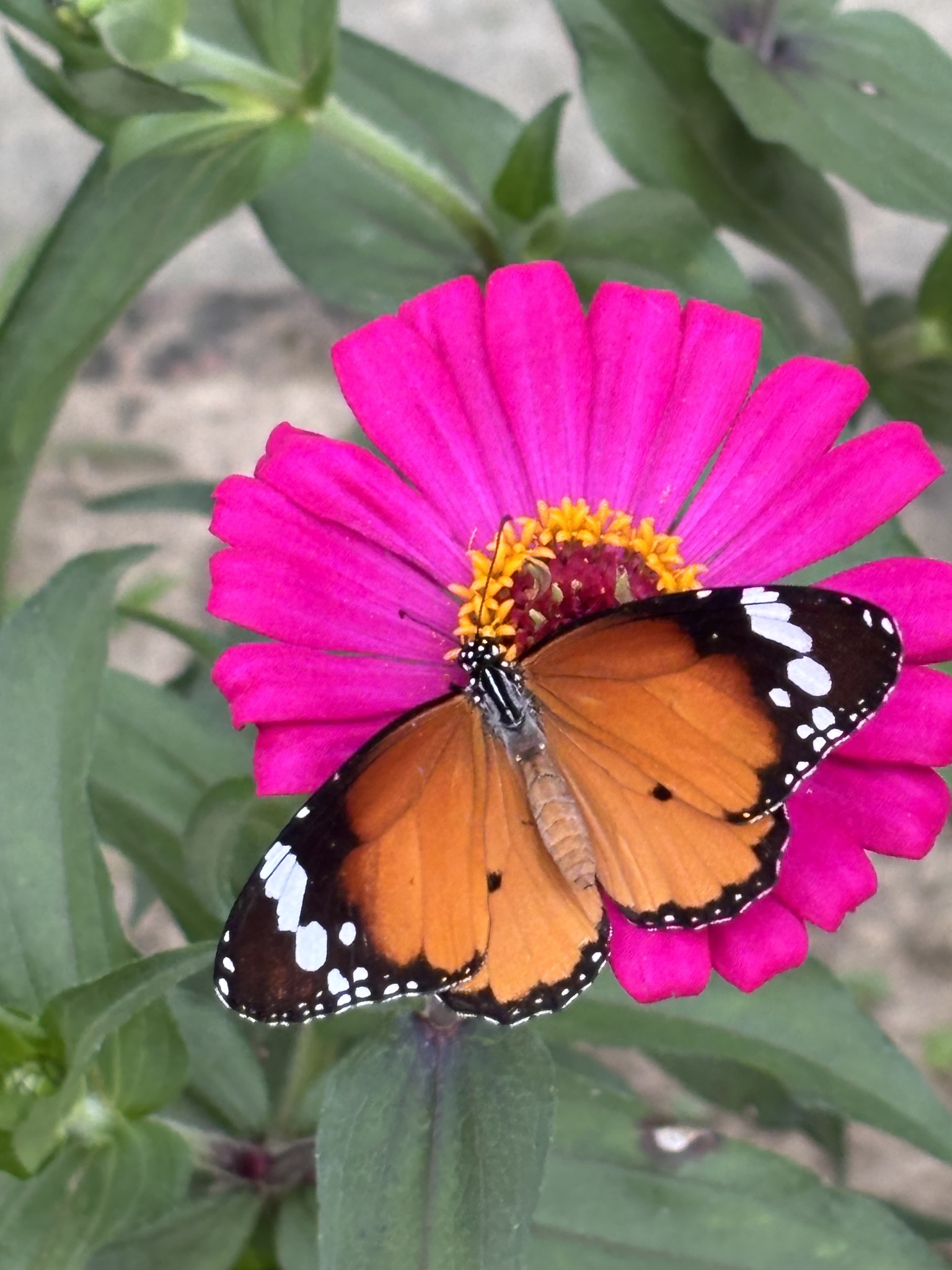Plain Tiger