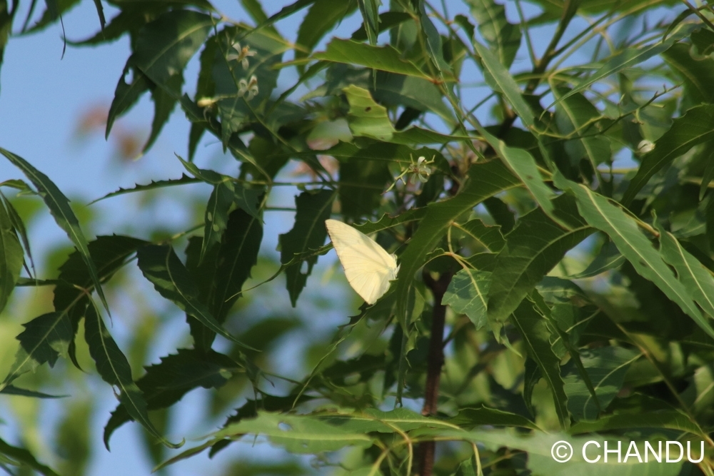 Lemon Emigrant