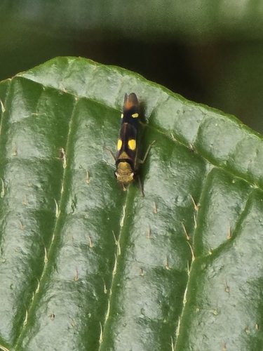 Dilobopterus exaltatus