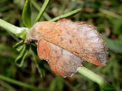 Phyllodesma tremulifolia