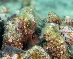 Cirripectes vanderbilti