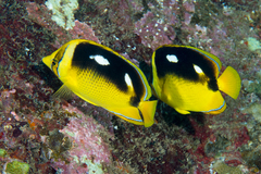 Chaetodon quadrimaculatus