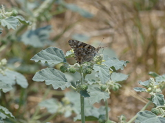 Vanessa cardui