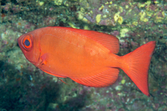 Priacanthus meeki