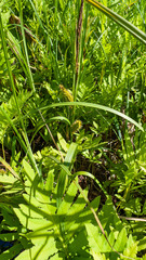 Carex lacustris