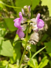 Dipogon lignosus