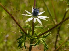Eryngium carlinae